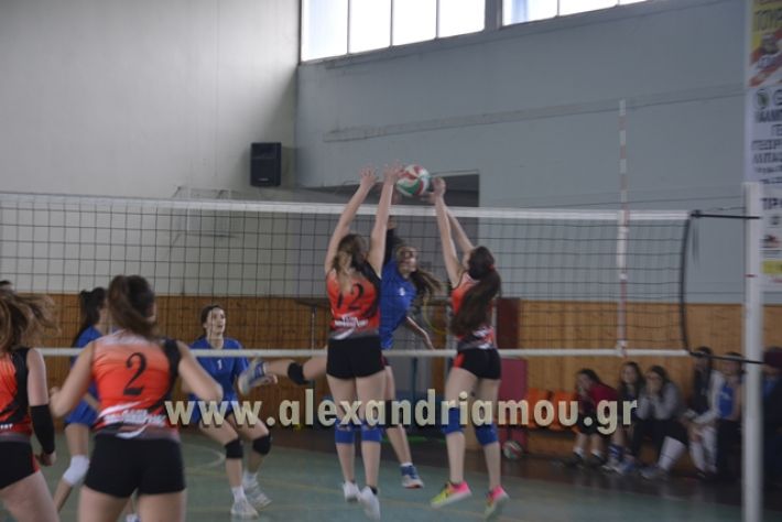 volley _1ogel-kassandra086